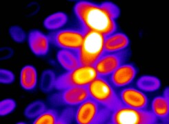Un'immagine al microscopio di diverse spore batteriche che mostra anche il loro stato di attivazione (Fonte: Suel Lab – Kaito Kikuchi and Leticia Galera) (ANSA)