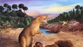 Il Brasilodon quadrangularis, il mammifero più antico conosciuto finora (fonte: 2022 Anatomical Society/Wiley) (ANSA)