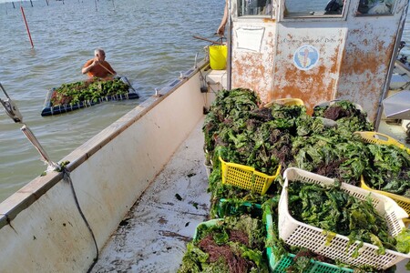 Siccità: Delta Po; a pesca di alghe contro asfissia vongole
