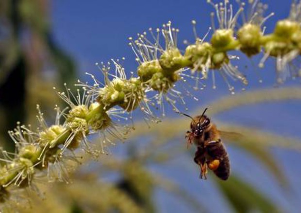 Ue, stop import alimenti con residui pesticidi nocivi per api © ANSA