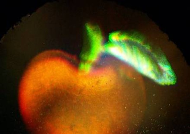 Ologramma 3D a colori ottenuto da luce normale. Fonte: Science/AAAS © Ansa