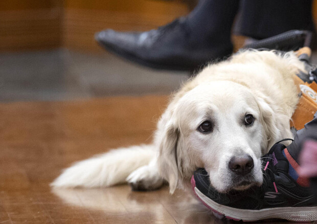 Disabili: campagna affidamento cuccioli Scuola cani guida (ANSA)