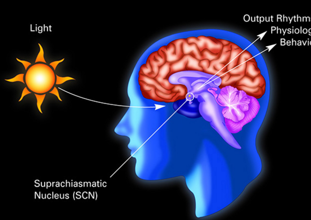 Scoperti i meccanismi molecolari attivati nel cervello dai cambiamenti stagionali della luce (fonte: National Institute of General Medical Sciences) (ANSA)