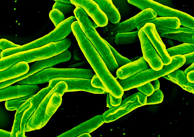 Il Mycobacterium tuberculosis visto al microscopio elettronico (fonte: NIAID) © Ansa