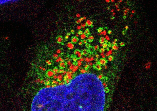 In verde il reticolo endoplasmatico che si avvolge intorno al lisosoma danneggiato, visibile in rosso (fonte: Jay Xiaojun Tan) © Ansa