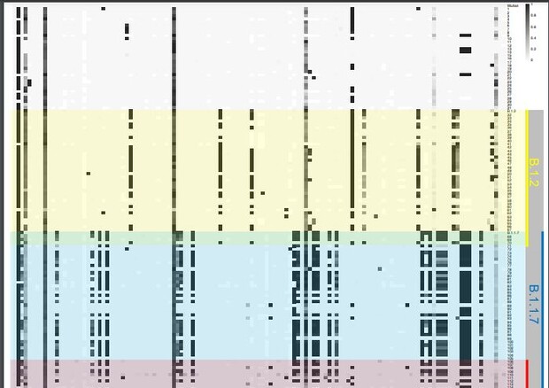 Il sequenziamento del genoma virale isolato da 140 persone tra aprile 2020 e agosto 2021 (fonte: Ricky Chan) © Ansa
