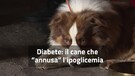 Diabete, il cane che 