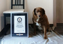 Bobi, il cane più longevo al mondo (ANSA)