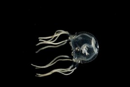 La cubo-medusa Tripedalia Cystophora vive nelle paludi di mangrovie dei Caraibi (fonte: Jan Bielecki)