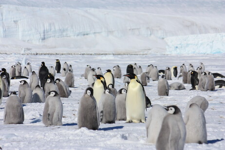Una colonia di pinguini Imperatore (fonte: ENEA)