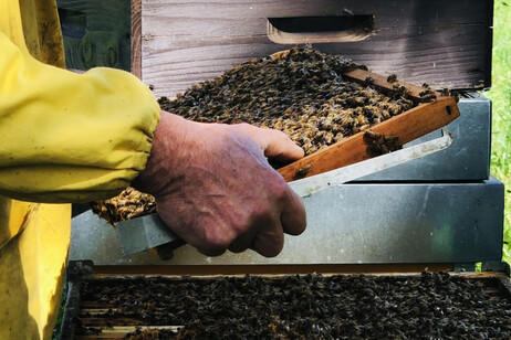 Settimana del miele a Montalcino, 'produzione molto positiva'