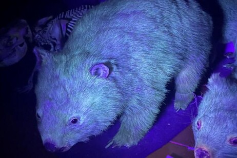 I wombat, o vombatidi, esaminati sotto la luce ultravioletta (fonte: © Western Australian Museum)