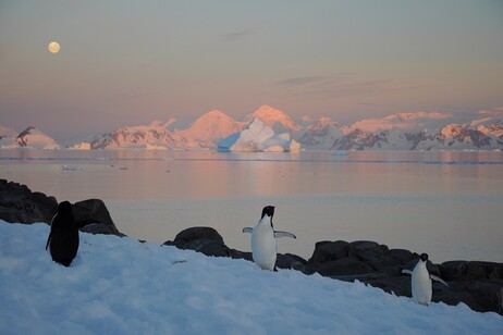 Pinguini sulla penisola antartica (fonte: Università di Leeds–A. Hogg)
