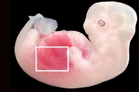 L'embrione di maiale che contiene cellule umane dai quali si formeranno i reni (fonte: Wang, Xie, Li, Li, and Zhang et al., Cell Stem Cell, 2023)