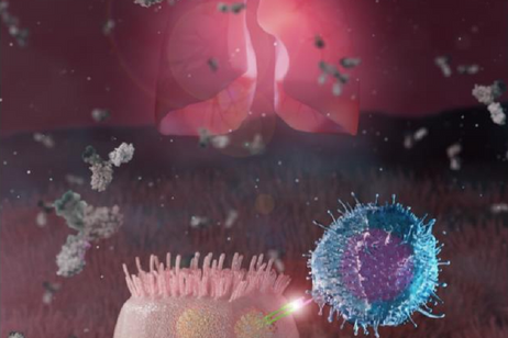 Rappresentazione artistica di u un linfocita T che interagisce con una cellula epiteliale polmonare infettata dal virus SarsCoV2 (fonte: Irccs ospedale San Raffaele)