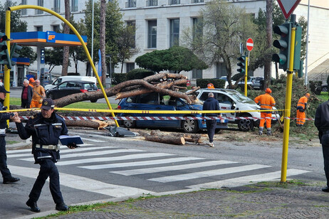 Un albero cade su due auto a Roma, un ferito