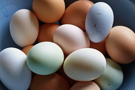 Dai gusci di uova gli indizi sulla nascita degli allevamenti di pollame (fonte: photogramma1 via Flickr)