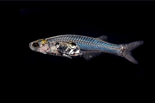 Un pesce Danionella (fonte: Bolton Library and Museum Services, da Flickr, CC BY-NC-ND 2.0)