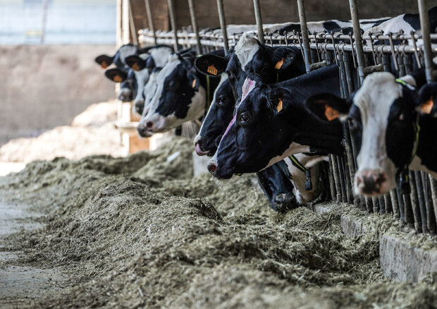 Ambiente: foraggio bovini con alghe per ridurre emissioni (ANSA)