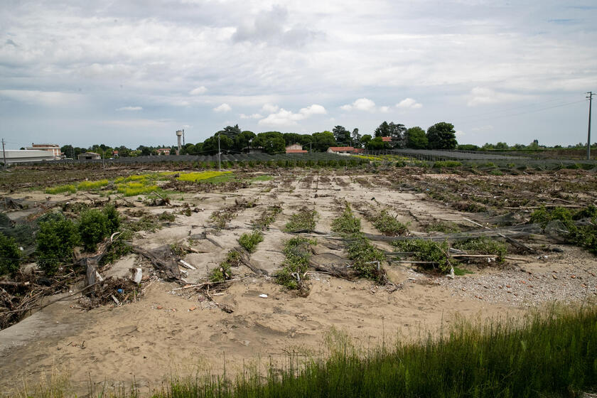 Campi agricoli al ridosso del fiume Santerno completamente devastati dall 'alluvione di un mese fa, Sant 'Agata Sul Santerno (Ravenna) - RIPRODUZIONE RISERVATA