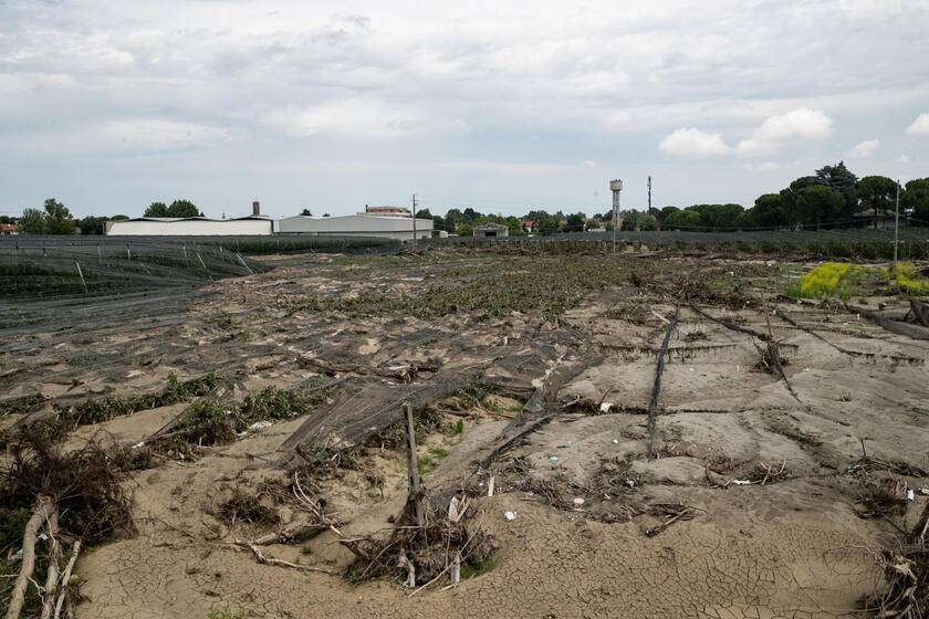 Campi agricoli di frutta al ridosso del fiume Santerno completamente devastati dall 'alluvione di un mese fa, Sant 'Agata Sul Santerno (Ravenna) - RIPRODUZIONE RISERVATA