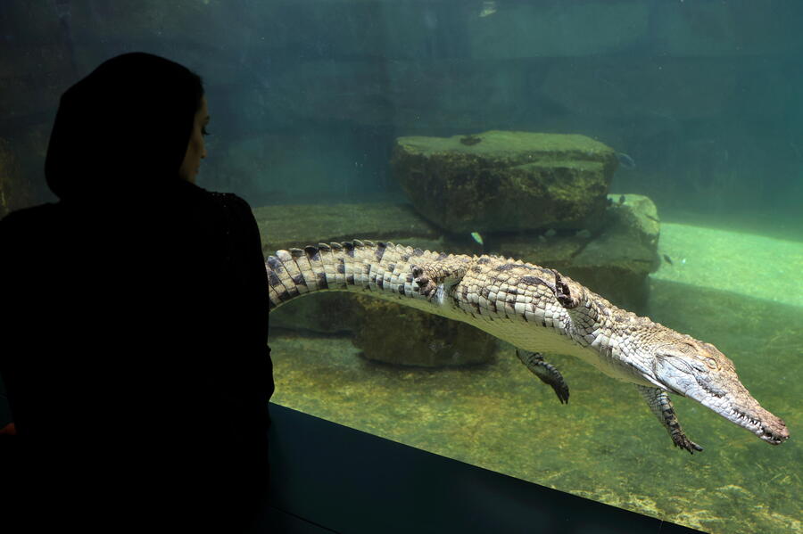 Opening of the Dubai Crocodile Park © EPA