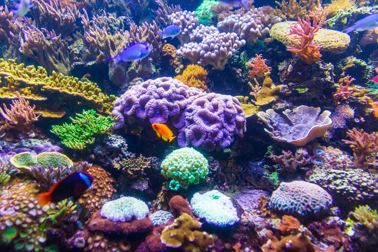 Particolare di una barriera corallina (fonte: Public Domain Pictures) - RIPRODUZIONE RISERVATA