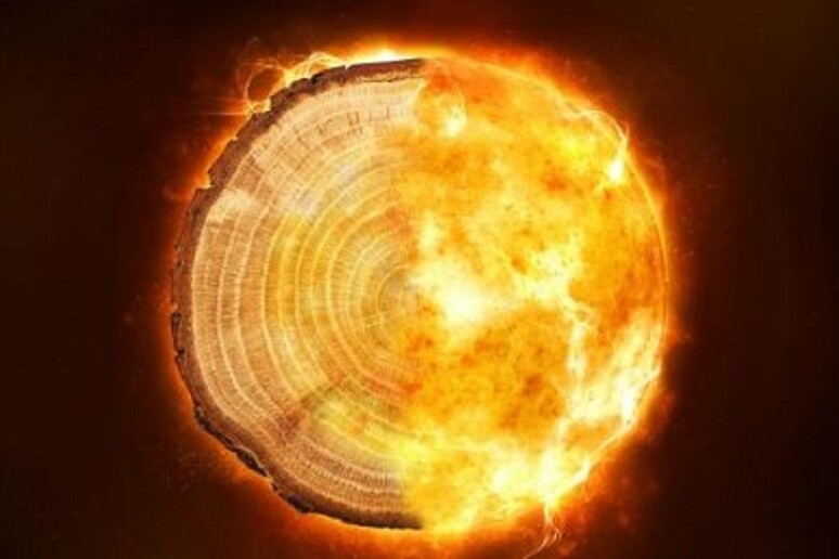 Nel tronco degli alberi il segno di una catastrofe cosmica (fonte: University of Queensland) - RIPRODUZIONE RISERVATA
