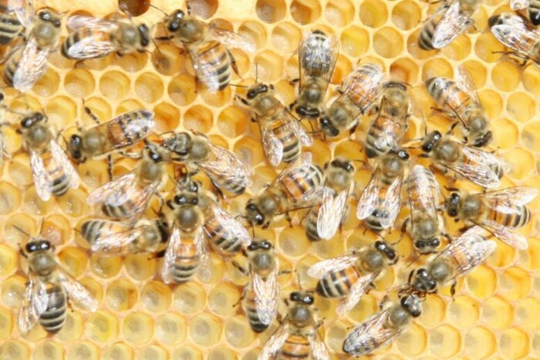 Dimezzata la longevità delle api in 50 anni (fonte: M. Phobos-F. Mikley, Wikimedia) - RIPRODUZIONE RISERVATA