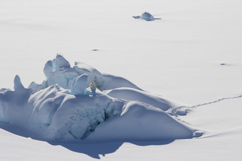Un orso polare su un iceberg coperto di neve e circondato dal ghiaccio marino, nel Sud-Est della Groenlandia (fonte: Kristin Laidre/University of Washington) - RIPRODUZIONE RISERVATA