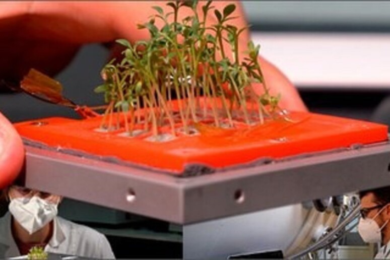 Le piantine coltivate durante un test a terra della camera di crescita di GreenCube (fonte: ENEA) - RIPRODUZIONE RISERVATA