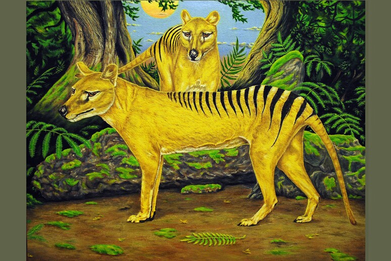 Rappresentazione artistica di due esemplasri di tigre della tasmania (fonte: Polev1979 da Wikipedia) - RIPRODUZIONE RISERVATA