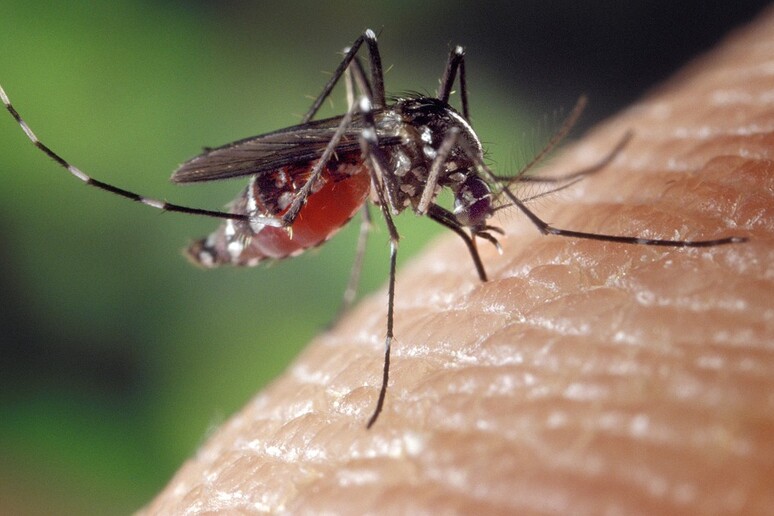 Scoperto il segreto del fiuto infallibile delle zanzare (fonte: Pixabay) - RIPRODUZIONE RISERVATA