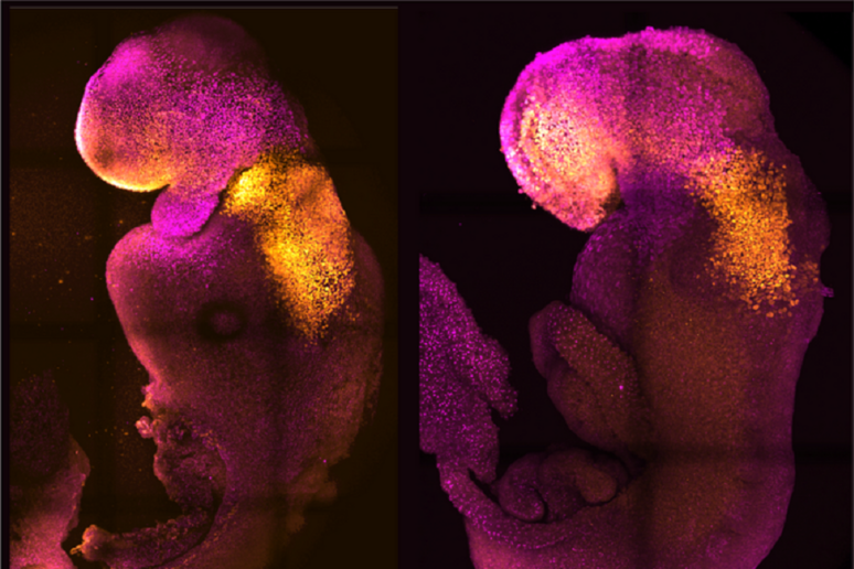 Un embrione sintetico e uno naturale a confronto, in falsi colori (fonte: M. Zernicka-Goetz) - RIPRODUZIONE RISERVATA