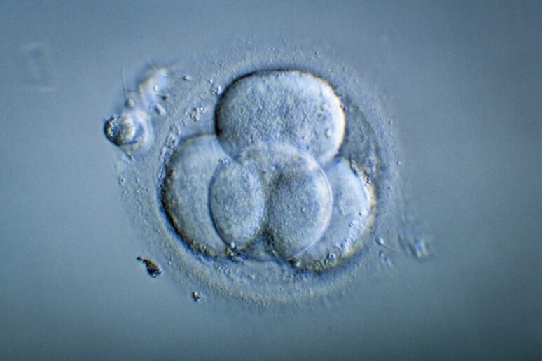 I ricercatori in Cina hanno testato la sicurezza di una tecnica per sostituire i mitocondri difettosi nei primi embrioni umani. Credit: Pascal Goetgheluck /Science Photo Library - RIPRODUZIONE RISERVATA
