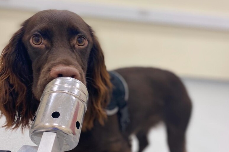 Uno dei quattro cani impiegati nello studio mentre annusa un campione costituito da respiro e sudore di una persona (Fonte: Kerry Campbell, CC-BY 4.0) - RIPRODUZIONE RISERVATA