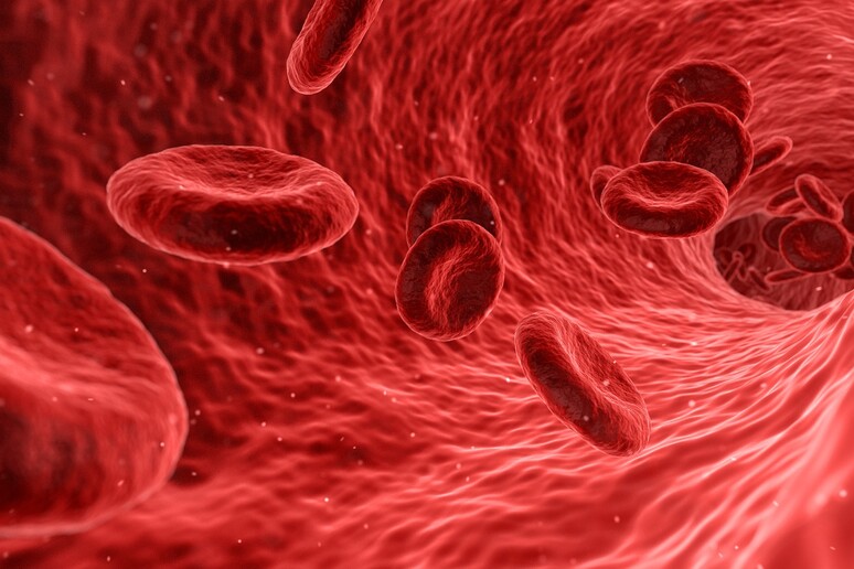 Artist 's impression of red blood cells (credit: Wikipedia) - RIPRODUZIONE RISERVATA