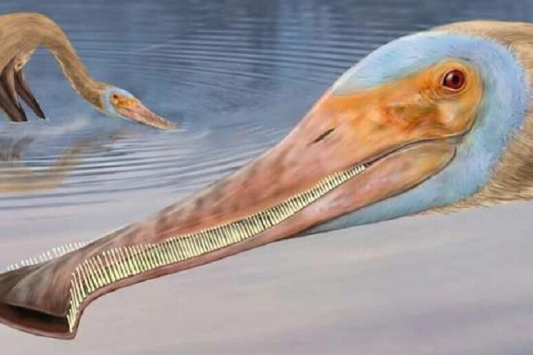 Ricostruzione artistica dell pterosauro Balaenognathus maeuseri. I resti fossili indicano che aveva oltre 480 denti (fonte: Megan Jacobs) - RIPRODUZIONE RISERVATA