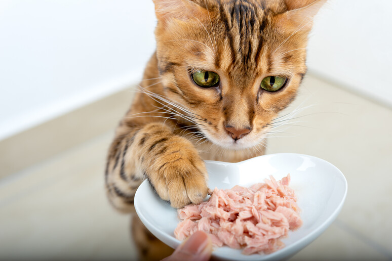 Un gatto del Begala e la sua ciotola di cibo foto iStock. - RIPRODUZIONE RISERVATA