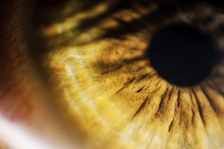 La retina (fonte: Michele M. F. da Flickr https://creativecommons.org/licenses/by-sa/2.0/) -     RIPRODUZIONE RISERVATA
